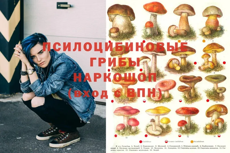 купить закладку  Тверь  Псилоцибиновые грибы Cubensis 